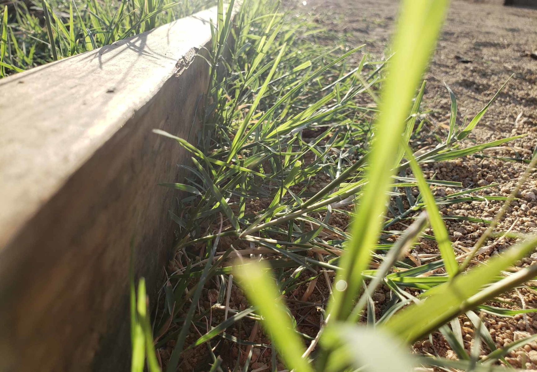 Crabgrass patch